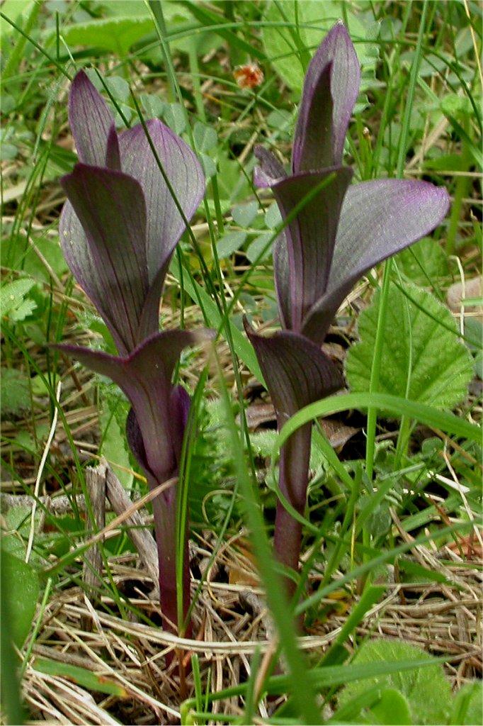 Epipactis kleinii